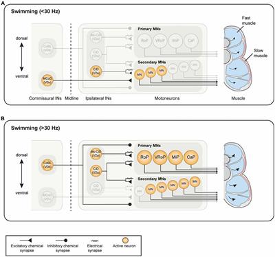 Principles Governing Locomotion in Vertebrates: Lessons From Zebrafish